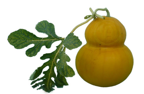 Dưa[-]hấu[-]hồ[-]lô[-]giá[-]2[-]triệu/trái,[-]nặng[-]2,5kg[-]có[-]chữ[-]Tài,[-]Lộc.[-]Ảnh:[-]Thi[-]Hà